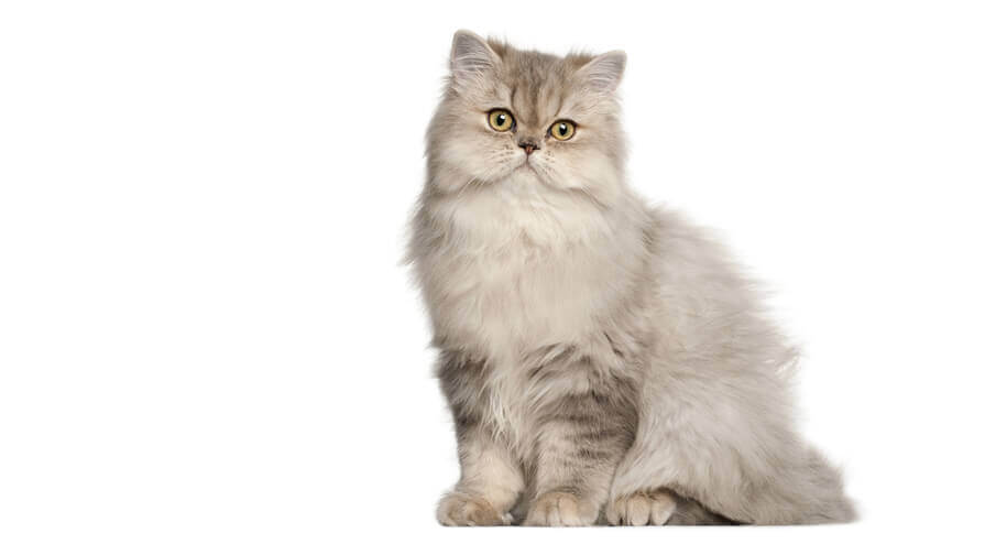  Purina 